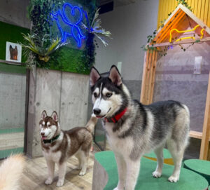 日本初のハスキー専門カフェ「HUSKY CAFE TOKYO」の新店舗を手がけました