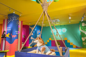東京最大級のドッグラン｜原宿に誕生したDOG RUN TOKYOの店舗づくり