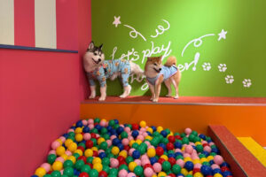 東京最大級のドッグラン｜原宿に誕生したDOG RUN TOKYOの店舗づくり