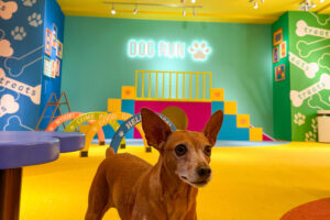 東京最大級のドッグラン｜原宿に誕生したDOG RUN TOKYOの店舗づくり