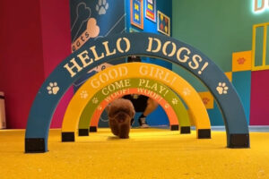東京最大級のドッグラン｜原宿に誕生したDOG RUN TOKYOの店舗づくり